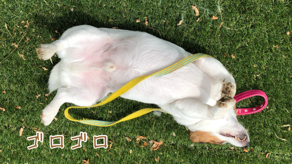 人工芝の上でゴロゴロする愛犬