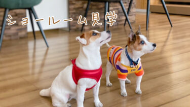 愛犬専用コーティング【ドッグライフコート】町田ショールムに行ってきました！